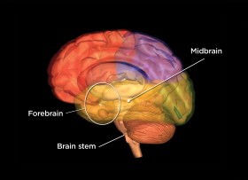 The brain stem with labeled parts